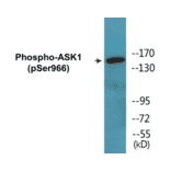 Western Blot - ASK1 (phospho Ser966) Cell Based ELISA Kit (CBP1494) - Antibodies.com