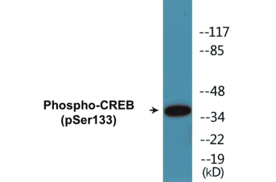 Western Blot - CREB (phospho Ser133) Cell Based ELISA Kit (CBP1526) - Antibodies.com