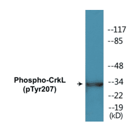 Western Blot - CrkL (phospho Tyr207) Cell Based ELISA Kit (CBP1060) - Antibodies.com