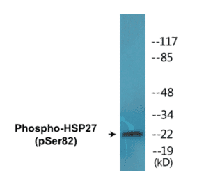 Western Blot - HSP27 (phospho Ser82) Cell Based ELISA Kit (CBP1581) - Antibodies.com