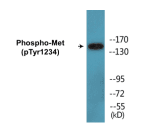 Western Blot - Met (phospho Tyr1234) Cell Based ELISA Kit (CBP1615) - Antibodies.com