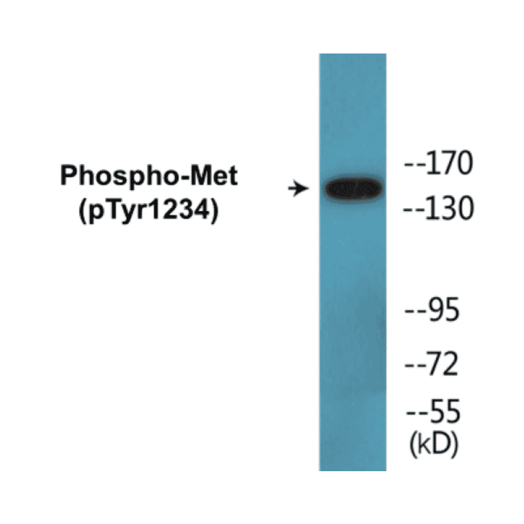 Western Blot - Met (phospho Tyr1234) Cell Based ELISA Kit (CBP1615) - Antibodies.com