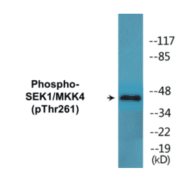 Western Blot - SEK1 (phospho Thr261) Cell Based ELISA Kit (CBP1673) - Antibodies.com