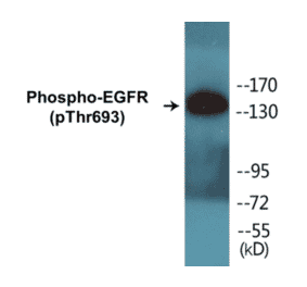 Western Blot - EGFR (phospho Thr693) Cell Based ELISA Kit (CBP1009) - Antibodies.com