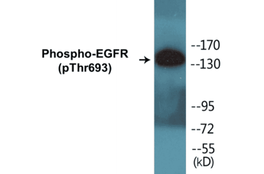 Western Blot - EGFR (phospho Thr693) Cell Based ELISA Kit (CBP1009) - Antibodies.com