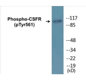 Western Blot - CSFR (phospho Tyr561) Cell Based ELISA Kit (CBP1351) - Antibodies.com