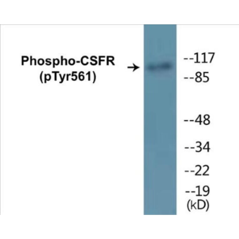Western Blot - CSFR (phospho Tyr561) Cell Based ELISA Kit (CBP1351) - Antibodies.com