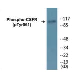 Western Blot - CSFR (phospho Tyr561) Cell Based ELISA Kit (CBP1351) - Antibodies.com