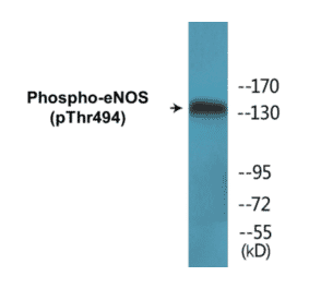 Western Blot - eNOS (phospho Thr494) Cell Based ELISA Kit (CBP1543) - Antibodies.com