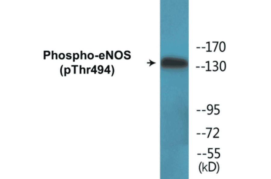 Western Blot - eNOS (phospho Thr494) Cell Based ELISA Kit (CBP1543) - Antibodies.com