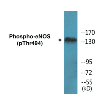Western Blot - eNOS (phospho Thr494) Cell Based ELISA Kit (CBP1543) - Antibodies.com