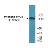 Western Blot - eNOS (phospho Thr494) Cell Based ELISA Kit (CBP1543) - Antibodies.com