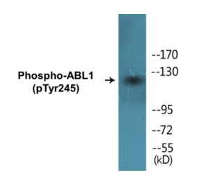 Western Blot - ABL1 (phospho Tyr245) Cell Based ELISA Kit (CBP1245) - Antibodies.com