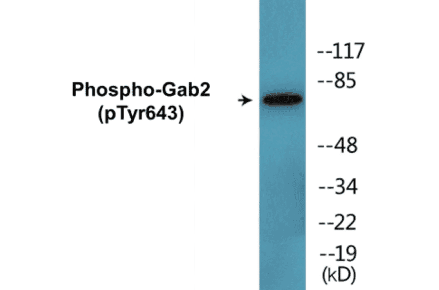 Western Blot - Gab2 (phospho Tyr643) Cell Based ELISA Kit (CBP1821) - Antibodies.com