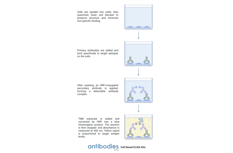 Protocol Diagram - Gab2 (phospho Tyr643) Cell-Based ELISA Kit (CBP1821) - Antibodies.com