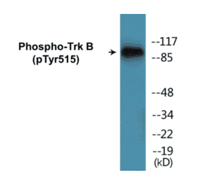 Western Blot - TrkB (phospho Tyr515) Cell Based ELISA Kit (CBP1033) - Antibodies.com