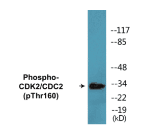 Western Blot - CDK2 (phospho Thr160) Cell Based ELISA Kit (CBP1043) - Antibodies.com