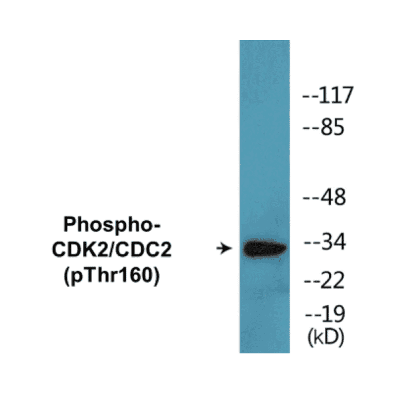 Western Blot - CDK2 (phospho Thr160) Cell Based ELISA Kit (CBP1043) - Antibodies.com
