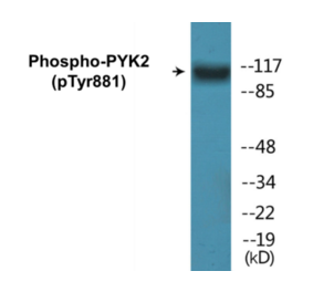 Western Blot - PYK2 (phospho Tyr881) Cell Based ELISA Kit (CBP1076) - Antibodies.com