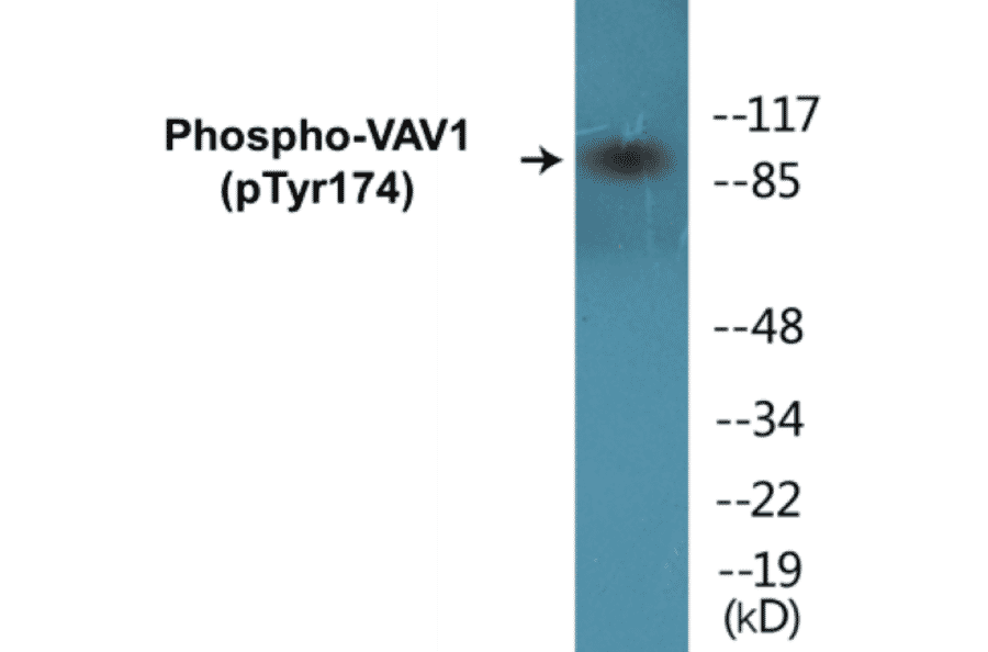 Western Blot - VAV1 (phospho Tyr174) Cell Based ELISA Kit (CBP1089) - Antibodies.com