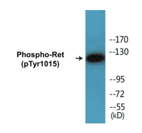 Western Blot - Ret (phospho Tyr1015) Cell Based ELISA Kit (CBP1212) - Antibodies.com