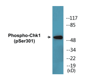 Western Blot - Chk1 (phospho Ser301) Cell Based ELISA Kit (CBP1346) - Antibodies.com