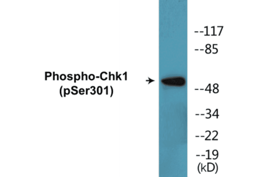 Western Blot - Chk1 (phospho Ser301) Cell Based ELISA Kit (CBP1346) - Antibodies.com