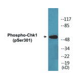 Western Blot - Chk1 (phospho Ser301) Cell Based ELISA Kit (CBP1346) - Antibodies.com