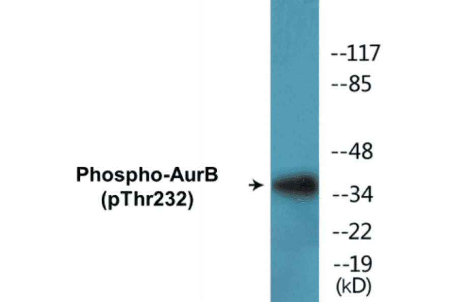 Western Blot - AurB (phospho Thr232) Cell Based ELISA Kit (CBP1401) - Antibodies.com