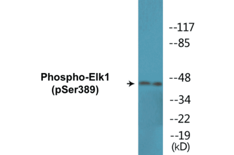 Western Blot - Elk1 (phospho Ser389) Cell Based ELISA Kit (CBP1541) - Antibodies.com
