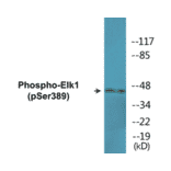 Western Blot - Elk1 (phospho Ser389) Cell Based ELISA Kit (CBP1541) - Antibodies.com