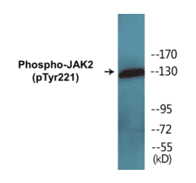 Western Blot - JAK2 (phospho Tyr221) Cell Based ELISA Kit (CBP1593) - Antibodies.com