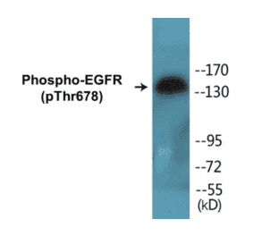 Western Blot - EGFR (phospho Thr678) Cell Based ELISA Kit (CBP1008) - Antibodies.com