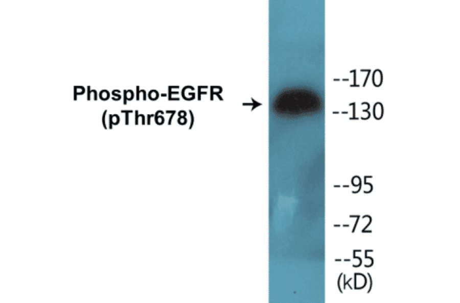 Western Blot - EGFR (phospho Thr678) Cell Based ELISA Kit (CBP1008) - Antibodies.com