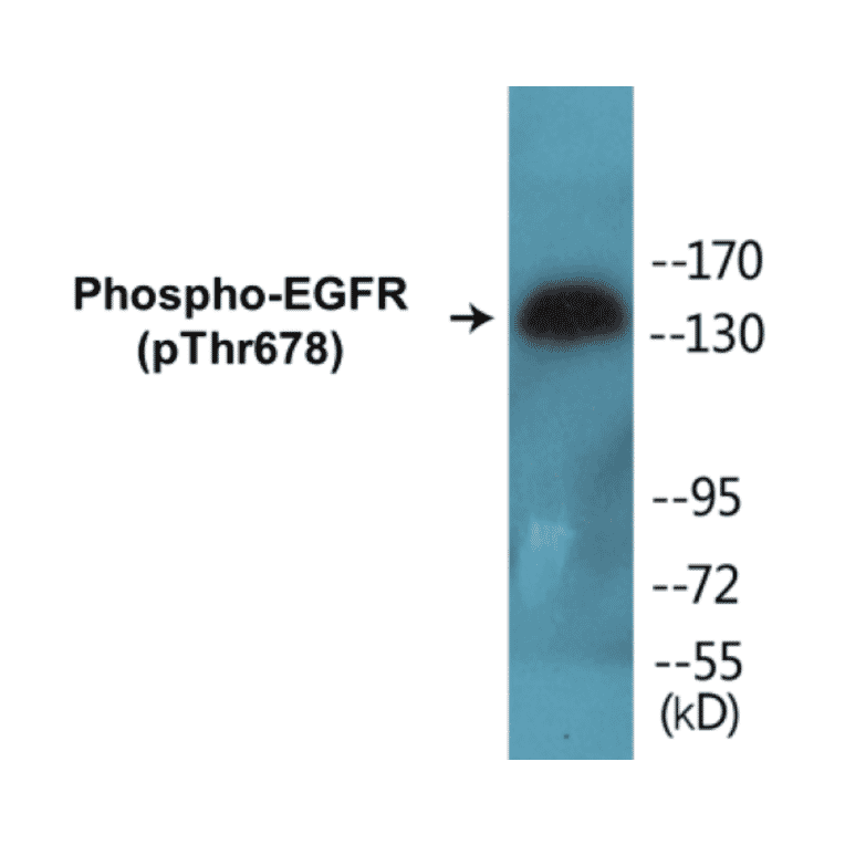 Western Blot - EGFR (phospho Thr678) Cell Based ELISA Kit (CBP1008) - Antibodies.com