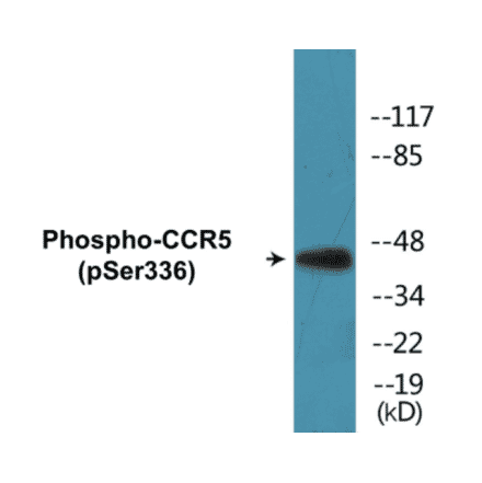 Western Blot - CCR5 (phospho Ser336) Cell Based ELISA Kit (CBP1054) - Antibodies.com