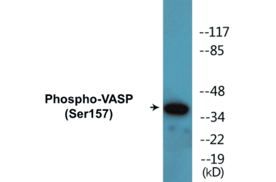 Western Blot - VASP (phospho Ser157) Cell Based ELISA Kit (CBP1088) - Antibodies.com