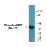 Western Blot - VASP (phospho Ser157) Cell Based ELISA Kit (CBP1088) - Antibodies.com