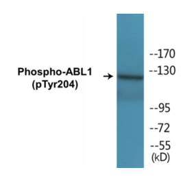 Western Blot - ABL1 (phospho Tyr204) Cell Based ELISA Kit (CBP1096) - Antibodies.com