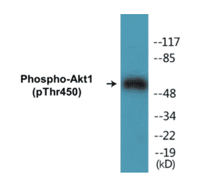 Western Blot - Akt1 (phospho Ser124) Cell Based ELISA Kit (CBP1099) - Antibodies.com