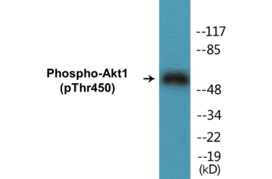 Western Blot - Akt1 (phospho Ser124) Cell Based ELISA Kit (CBP1099) - Antibodies.com