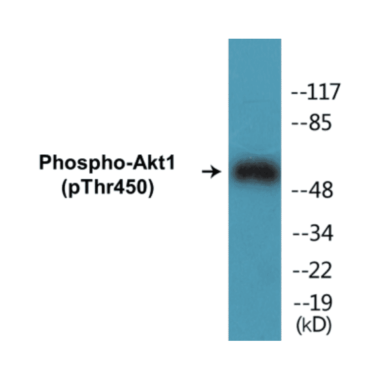 Western Blot - Akt1 (phospho Ser124) Cell Based ELISA Kit (CBP1099) - Antibodies.com