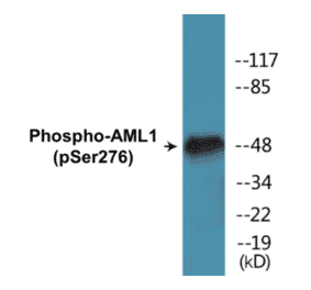 Western Blot - AML1 (phospho Ser276) Cell Based ELISA Kit (CBP1100) - Antibodies.com