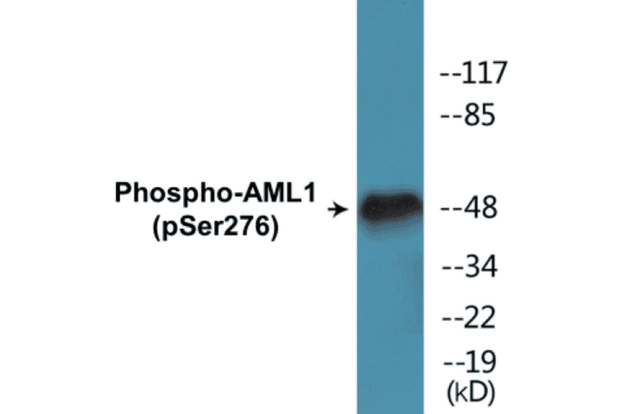 Western Blot - AML1 (phospho Ser276) Cell Based ELISA Kit (CBP1100) - Antibodies.com