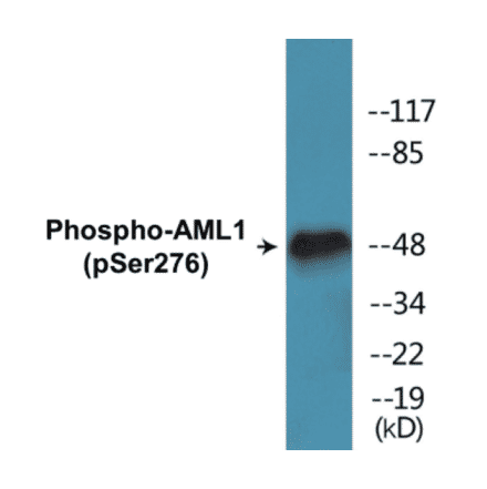 Western Blot - AML1 (phospho Ser276) Cell Based ELISA Kit (CBP1100) - Antibodies.com