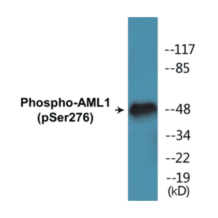 Western Blot - AML1 (phospho Ser276) Cell Based ELISA Kit (CBP1100) - Antibodies.com