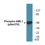 Western Blot - AML1 (phospho Ser276) Cell Based ELISA Kit (CBP1100) - Antibodies.com