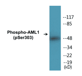 Western Blot - AML1 (phospho Ser303) Cell Based ELISA Kit (CBP1101) - Antibodies.com