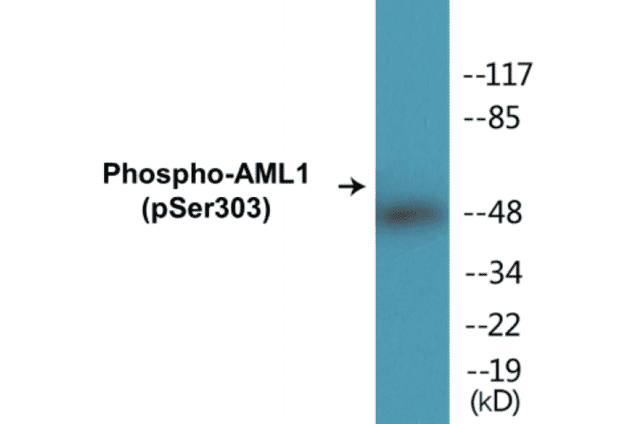 Western Blot - AML1 (phospho Ser303) Cell Based ELISA Kit (CBP1101) - Antibodies.com