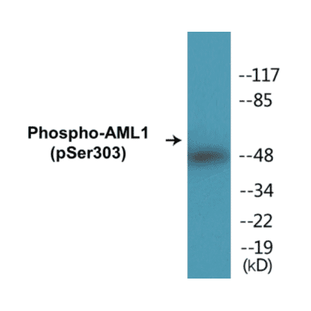 Western Blot - AML1 (phospho Ser303) Cell Based ELISA Kit (CBP1101) - Antibodies.com